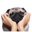 Meet The Pugs - WASticker