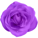Purple Roses - WASticker