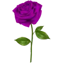 Purple Roses - WASticker