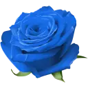 Blue Roses - WASticker