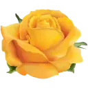 Yellow Roses - WASticker