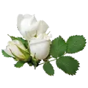 White Roses - WASticker