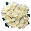 White Roses - WASticker