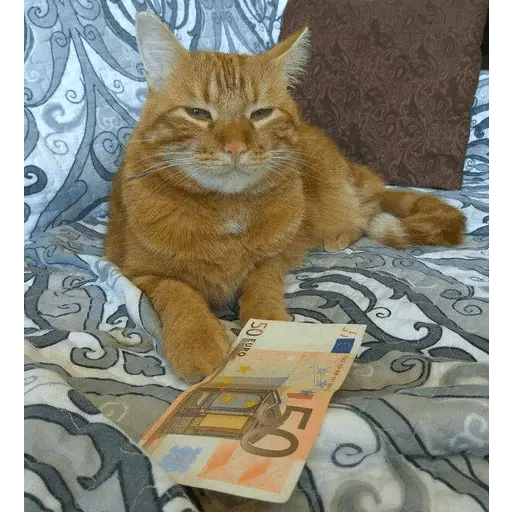 Cat Memes 2 sticker