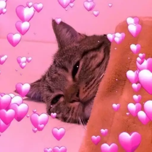 gatitos heart Stickers for WhatsApp