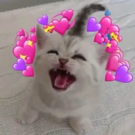 gatitos heart WhatsApp Stickers