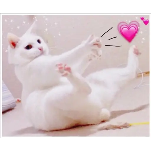 gatitos heart WhatsApp Stickers