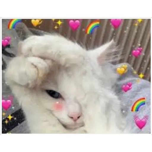 gatitos heart WhatsApp Stickers