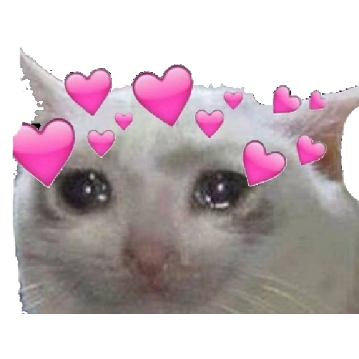 gatitos heart WhatsApp Stickers
