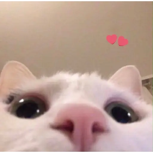 gatitos heart WhatsApp Stickers