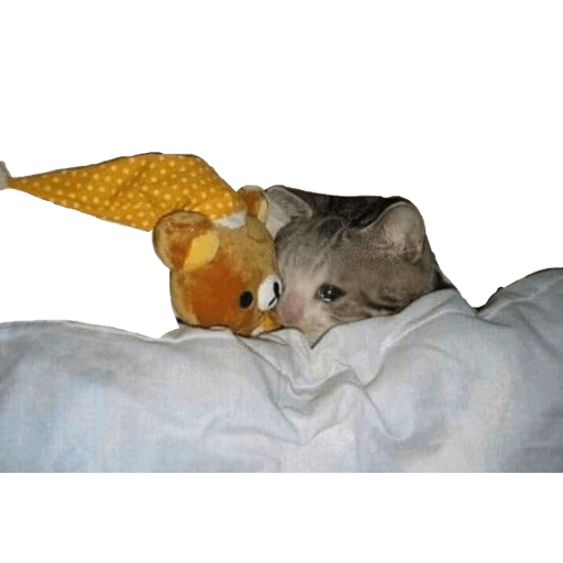 gatitos tristes WhatsApp Stickers