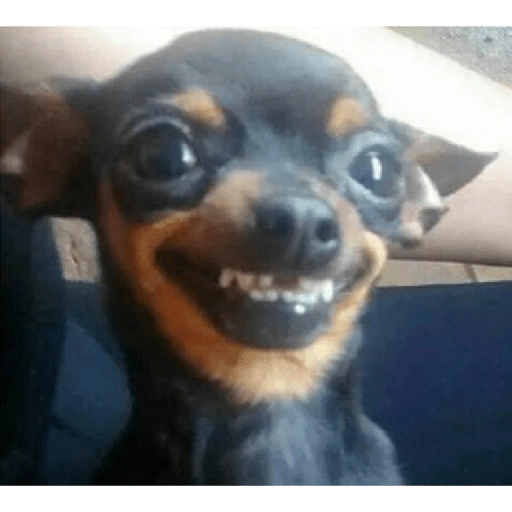 ☆Funny pets☆ Stickers for WhatsApp