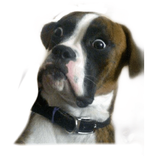 ☆Funny pets☆ WhatsApp Stickers