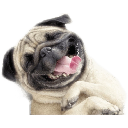 ☆Funny pets☆ WhatsApp Stickers