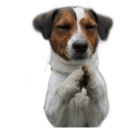 ☆Funny pets☆ WhatsApp Stickers