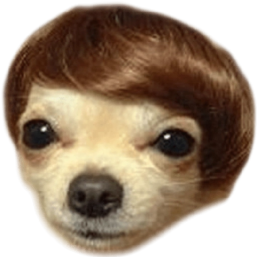 ☆Funny pets☆ WhatsApp Stickers