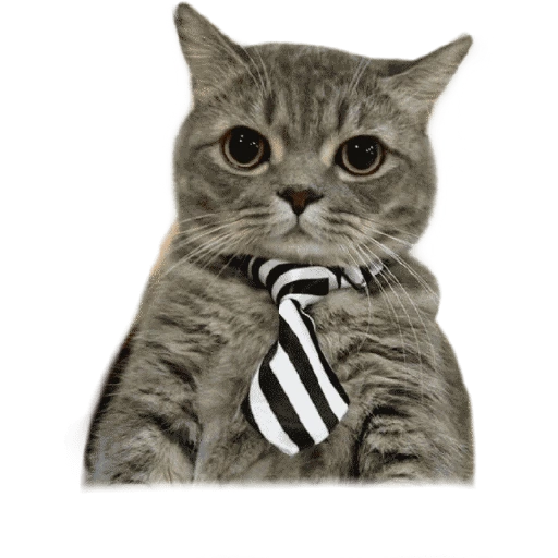 ☆Funny pets☆ WhatsApp Stickers