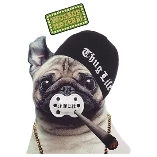 Meet The Pugs sticker
