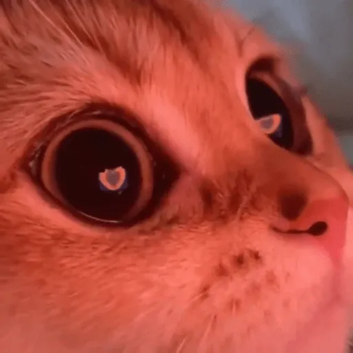 Gatos Cura Depresión💕🙀 WhatsApp Stickers