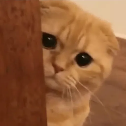 Gatos Cura Depresión💕🙀 WhatsApp Stickers