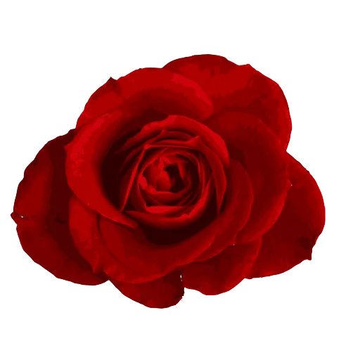 Red Roses sticker